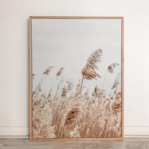 Cuadro Canvas Campo Cola de Zorro 2